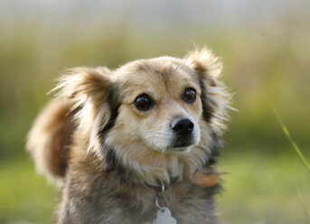 Portrait of mongrel in front of sky - SLF000306