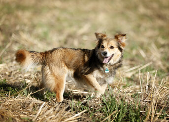 Mongrel standing on a meadow - SLF000303