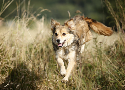 Mongrel jumping over a ditch stock photo