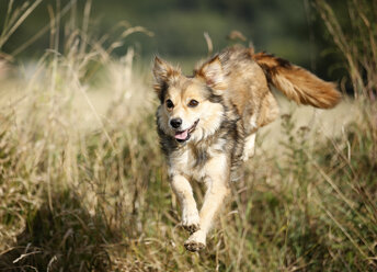 Mongrel jumping over a ditch - SLF000304