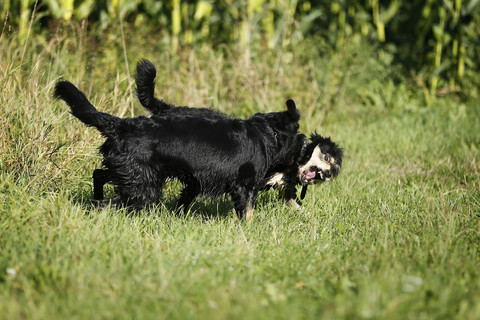 Deutschland, Baden-Württemberg, Satteldorf, zwei Mischlingshunde spielen auf einer Wiese, lizenzfreies Stockfoto