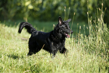 Germany, Baden-Wuerttemberg, Satteldorf, black dog, mongrel on meadow - SLF000296
