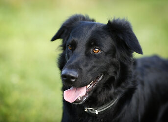 Deutschland, Baden-Württemberg, Schwarzer Hund, Mischling, Porträt - SLF000295