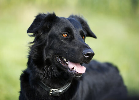 Deutschland, Baden-Württemberg, Schwarzer Hund, Mischling, Porträt - SLF000294