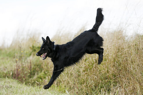 Deutschland, Baden-Württemberg, Satteldorf, schwarzer Hund, Mischling springt über einen Graben - SLF000293