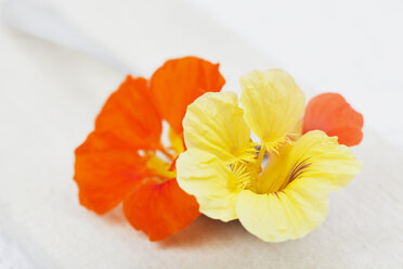 Blüte der Kapuzinerkresse (Tropaeolum majus) auf Löffel und Holzbrett - GWF002489