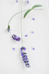 Lavender (Lavendula) on white background, close-up - GWF002603