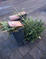 Köln, Nordrhein-Westfalen, Deutschland, Weihnachtsbaum wird entsorgt - JATF000584