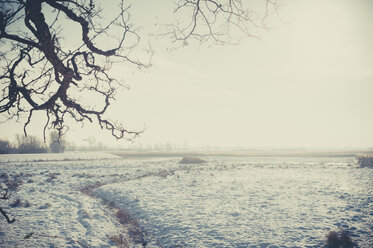 Germany, Mecklenburg-Western Pomerania, Ruegen, Pasture in winter - MJF000663