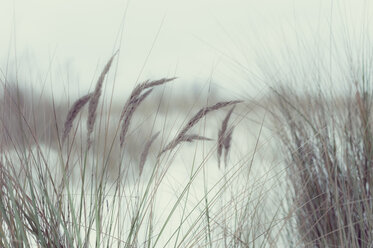 Deutschland, Mecklenburg-Vorpommern, Rügen, Marram-Gras im Winter - MJF000678