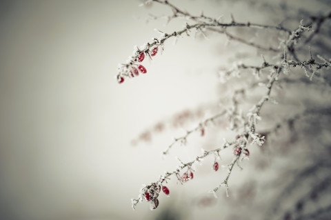 Germany, Mecklenburg-Western Pomerania, Ruegen, Common barberry in winter stock photo