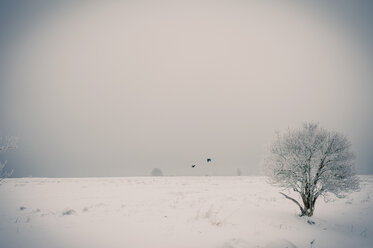 Germany, Mecklenburg-Western Pomerania, Ruegen in winter - MJF000614