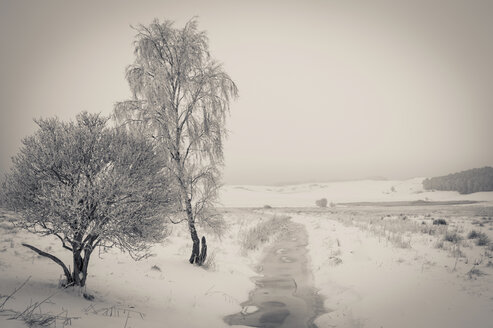 Deutschland, Mecklenburg Vorpommern, Rügen im Winter - MJF000586