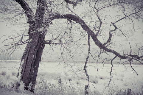 Germany, Mecklenburg-Western Pomerania, Ruegen, Tree in winter stock photo