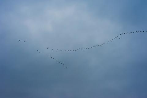 Germany, Mecklenburg-Western Pomerania, Ruegen, Flock of grey geese in the sky stock photo