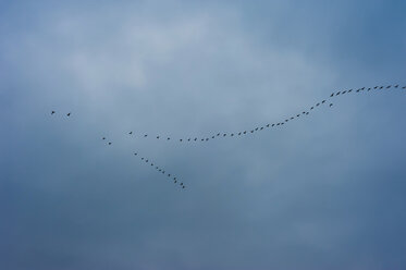 Germany, Mecklenburg-Western Pomerania, Ruegen, Flock of grey geese in the sky - MJF000618