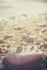 Germany, Mecklenburg-Western Pomerania, Ruegen, Stones and seashells on beach at Cape Arkona - MJF000651