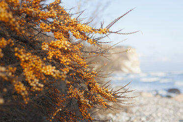 Germany, Mecklenburg-Western Pomerania, Ruegen, Sallow thorn at Cape Arkona in winter - MJF000638