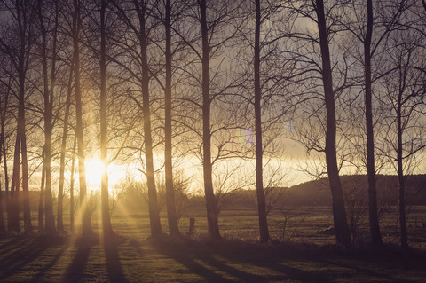 Deutschland, Mecklenburg-Vorpommern, Rügen, Bäume bei Sonnenuntergang, lizenzfreies Stockfoto