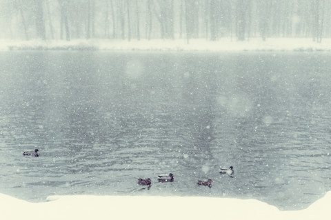 Enten auf dem See im Winter, lizenzfreies Stockfoto