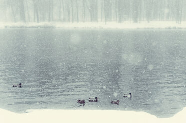 Ducks on lake in winter - MJF000691