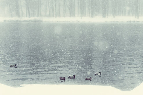 Enten auf dem See im Winter - MJF000691
