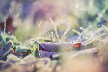 Leaves and grass in winter, close-up - MJF000644