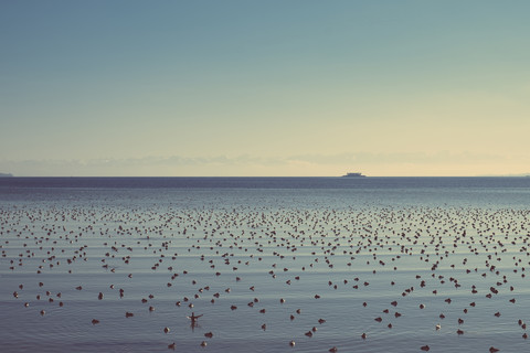 Germany, Baden-Wuerttemberg, Constance, Lake Constance with many water birds stock photo