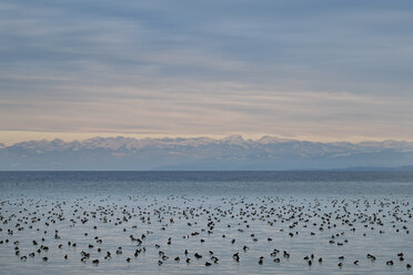 Germany, Baden-Wuerttemberg, Constance, Lake Constanceview to Swiss Alps with many water birds in front - ELF000812