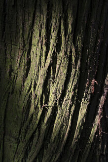 Deutschland, Baden-Württemberg, Konstanz, Rinde von Mammutbaum (Metasequoia glyptostroboides), Nahaufnahme - ELF000816