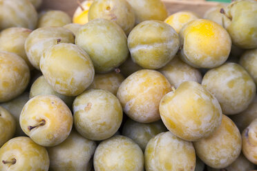 Greengages (Prunus domestica), close-up - WIF000326