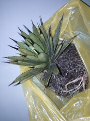 Agave macroacantha having all soil removed and being cleaned in the shower, Bonn, North Rhine-Westphalia, Germany - MFF000767