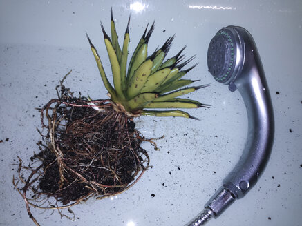 Agave macroacantha having all soil removed and being cleaned in the shower, Bonn, North Rhine-Westphalia, Germany - MFF000769