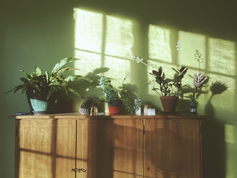 Fern and Ludisia discolor as well as other plants on a cupboard in the sunlight stock photo