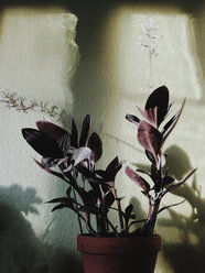 Ludisia discolor in a pot at home, Bonn, North Rhine-Westphalia, Germany - MFF000801