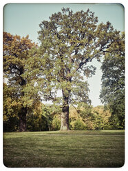 Germany, Hamburg, forest scene - KRPF000178