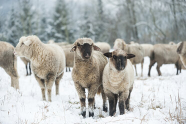 Germany, Rhineland-Palatinate, Neuwied, flock of sheep standing on snow covered pasture - PAF000287