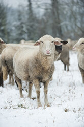 Germany, Rhineland-Palatinate, Neuwied, flock of sheep standing on snow covered pasture - PAF000289