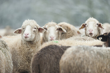 Germany, Rhineland-Palatinate, Neuwied, flock of sheep standing on snow covered pasture - PAF000290