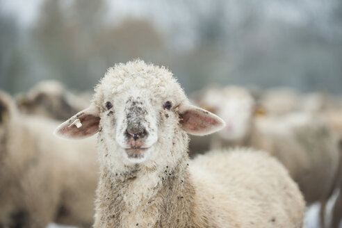Deutschland, Rheinland-Pfalz, Neuwied, Porträt eines Schafes vor einer Schafherde - PAF000291
