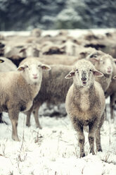 Germany, Rhineland-Palatinate, Neuwied, flock of sheep standing on snow covered pasture - PAF000293