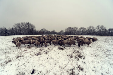 Germany, Rhineland-Palatinate, Neuwied, flock of sheep standing on snow covered pasture - PA000295