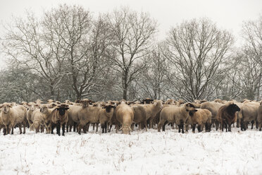 Germany, Rhineland-Palatinate, Neuwied, flock of sheep standing on snow covered pasture - PAF000297