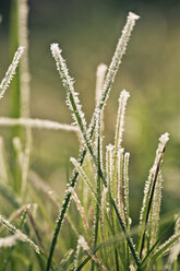 Frost-covered blades of grass, close-up - SARF000225