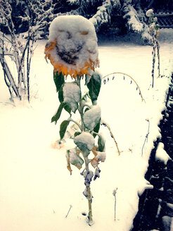 Sonnenblume im Schnee, Waldenburg, Baden-Württemberg, Schnee, Blume, Herbst, - ALF000103