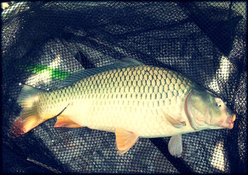 Carp in the net, Neumuehlsee Waldenburg, Baden-Wuerttemberg - ALF000101