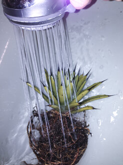 Agave macroacantha wird unter der Dusche gereinigt und von Erde befreit, Bonn, Nordrhein-Westfalen, Deutschland - MEAF000115