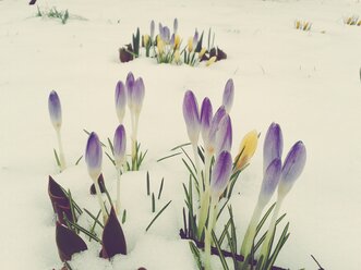 Deutschland, Bayern, Ottobrunn, Krokus im Schnee - BRF000049