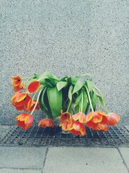 Deutschland, Bayern, München, verwelkte Tulpen auf dem Bürgersteig - BRF000052