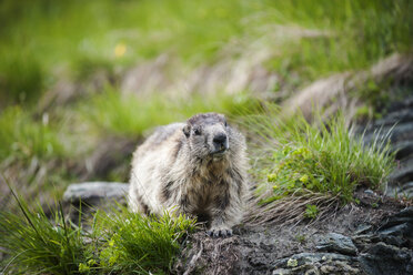 Österreich, Kärnten, Kaiser-Franz-Josefs-Höhe, Neugieriges Alpenmurmeltier (marmota marmota) - PAF000279